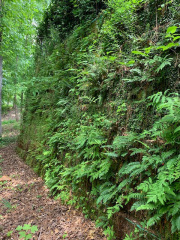 Creeping-Fig-Fern-planted-Fall-2017-Photo-Spring-2022-2