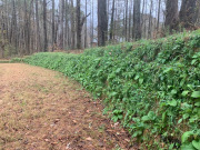 Hydroseeded-with-native-perennial-wildflowers-5-months-prior-to-picture