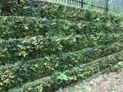 Living-Wall-1