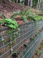 Natives-hand-planted-July-2022-1